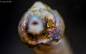 Who? Me? I'm a Pipefish by Tony Cherbas 